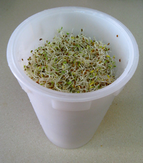 Organic Seeds for Sprouting