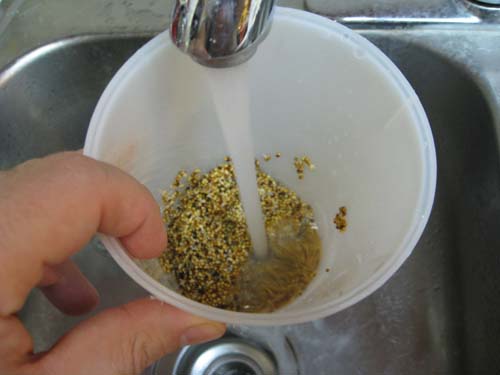 Rinsing seeds in the EasySprout™