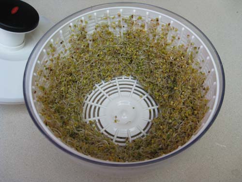 Draining sprouts in a salad spinner